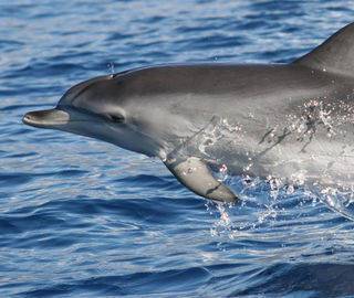 Dolphin in Madeira