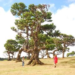 Laurissilva giant tree