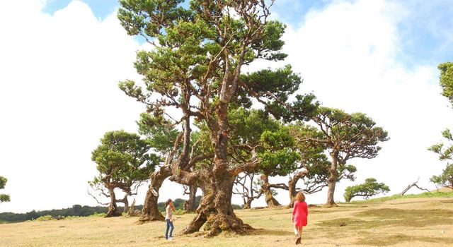 Laurissilva giant tree