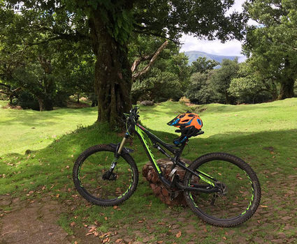 Bike on a tree