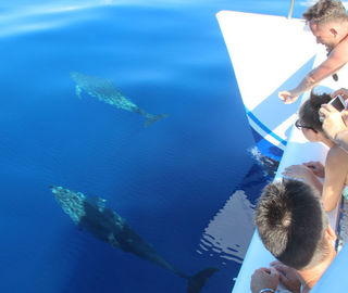 catamaran dolphin