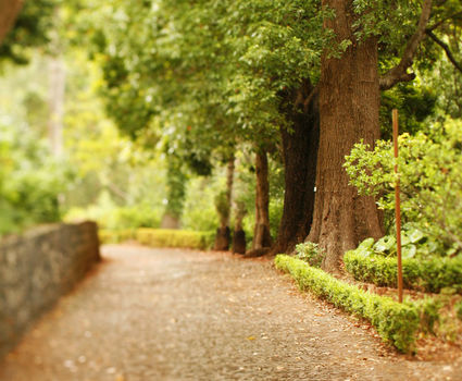 Choupana Hills garden