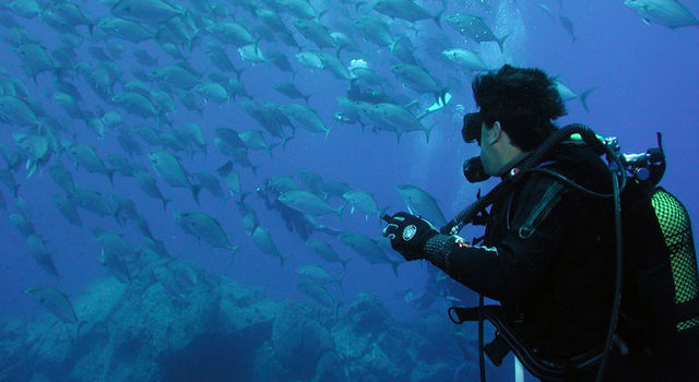Scuba diving and seeing fishes
