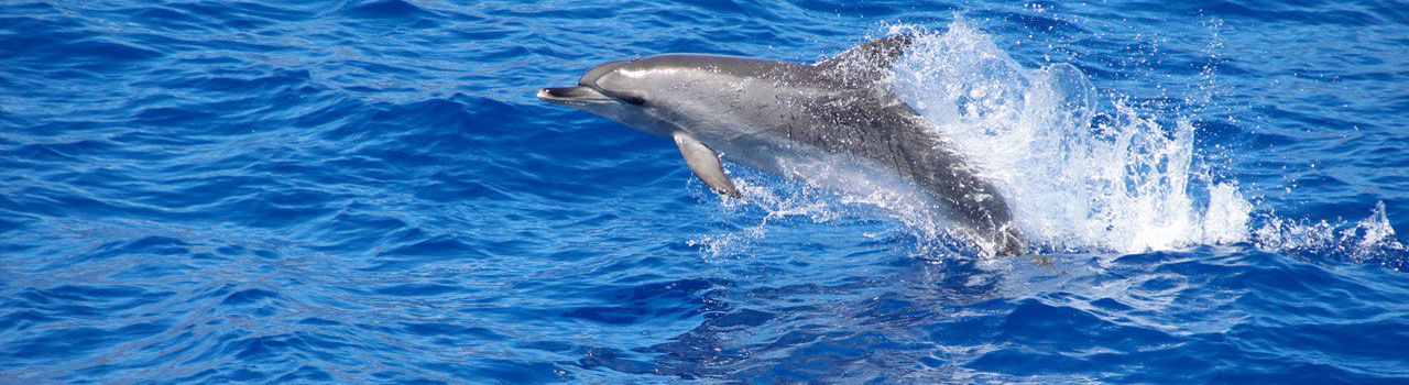 dolphin-catamaran