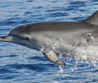 Dolphin in Madeira