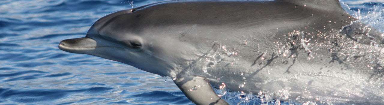Dolphin in Madeira