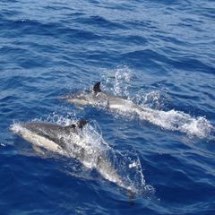 Dolphins and whale