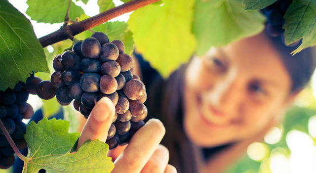 Girl holding Madeira Grapes