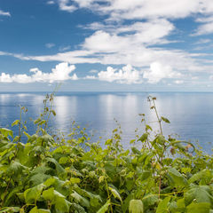 Green Madeira vineyards and the blue ocean view