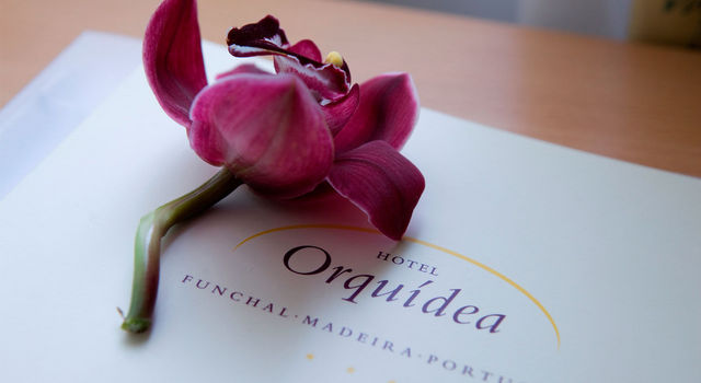 hotel orquídea - flower