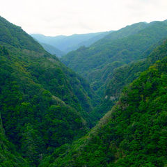 Laurel Forest in Madeira Island