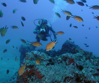 Diving in Madeira Ocean