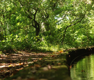 Madeira Levada through Laurissilva