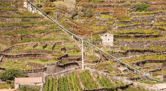 Madeira Vineyards and plantations