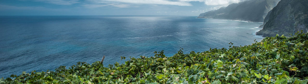 Madeira Vineyards near the sea