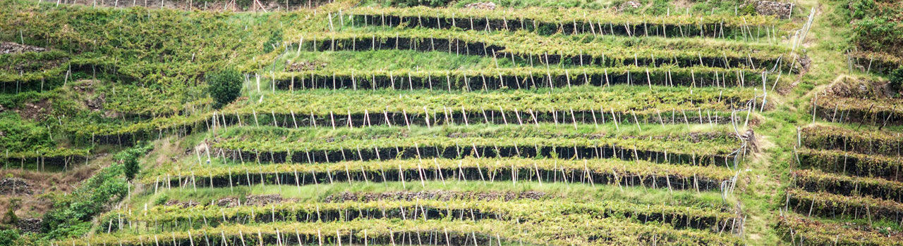 Madeira vineyards Latada