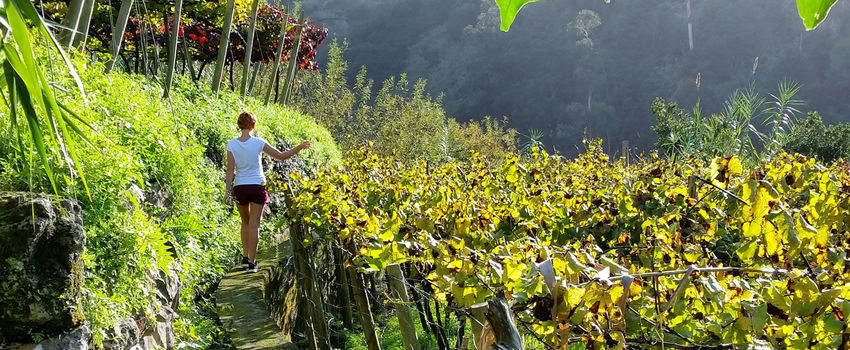Girl in Madeira Vineyards