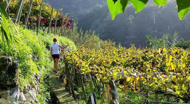 Girl in Madeira Vineyards