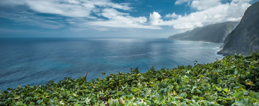 Seixal Vineyards by the sea, Madeira Wine 