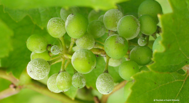 Oidium tuckeri effect on grapes