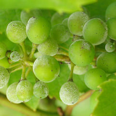 Oidium tuckeri effect on grapes
