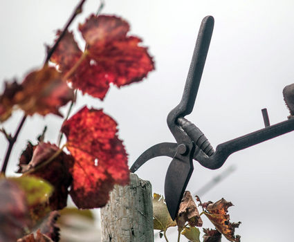 Madeira Wine, Autumn