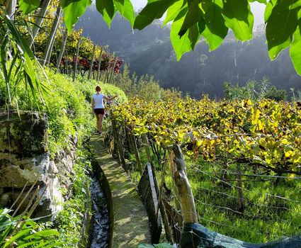 Madeira Wine, Levada Vineyards