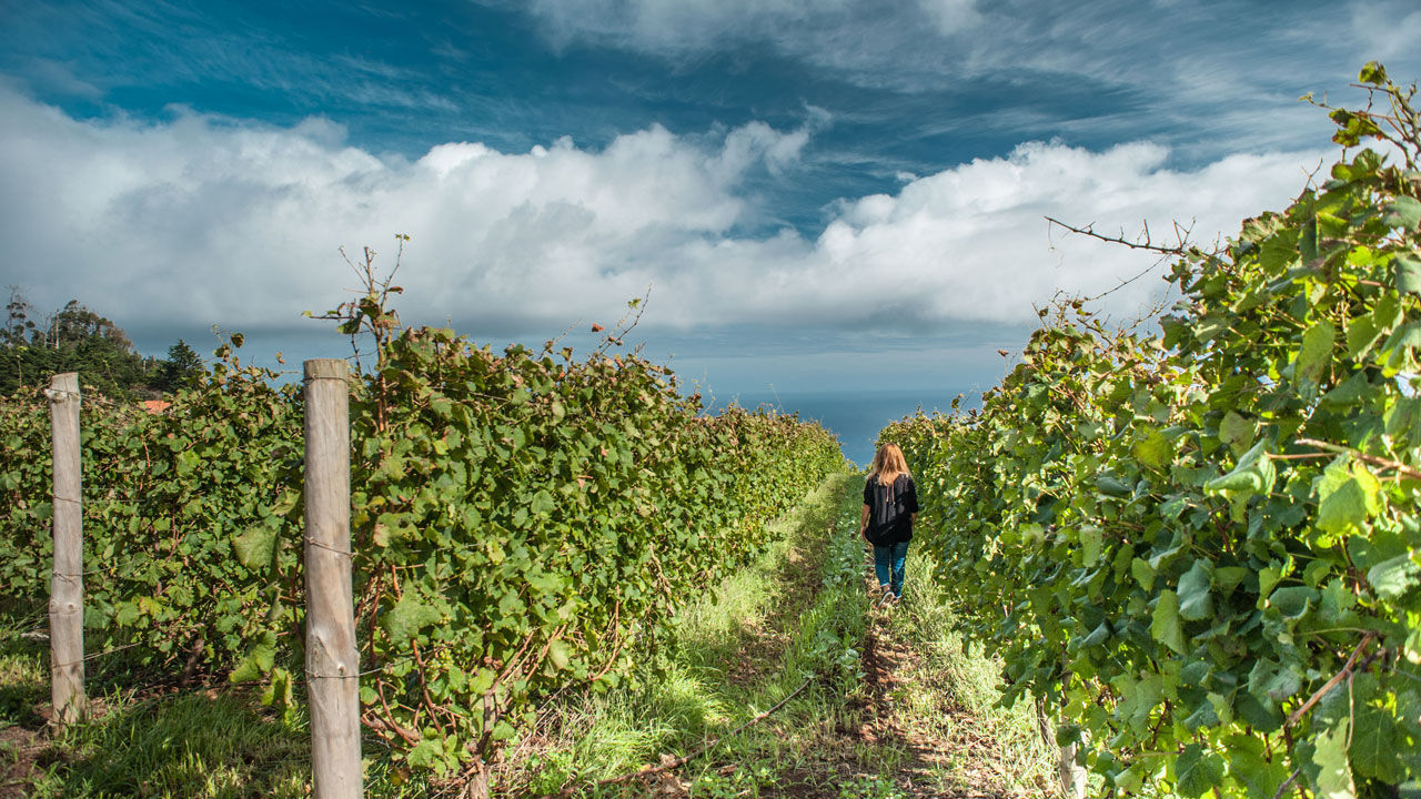 Porto Moniz Vineyards, Madeira Island