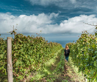 Porto Moniz Vineyards, Madeira Island