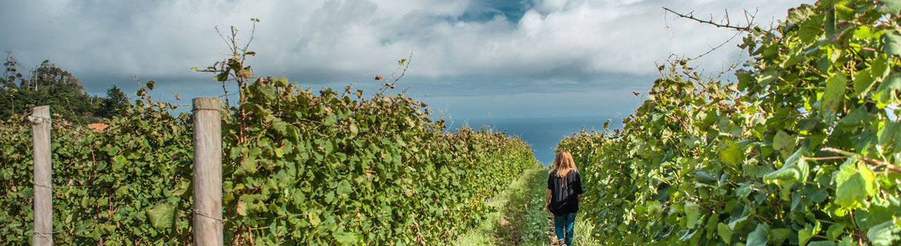 Porto Moniz Vineyards, Madeira Island