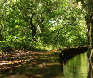 Levada in Madeira