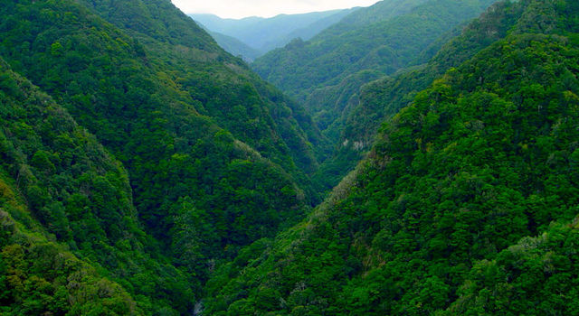 Laurel Forest in Madeira Island