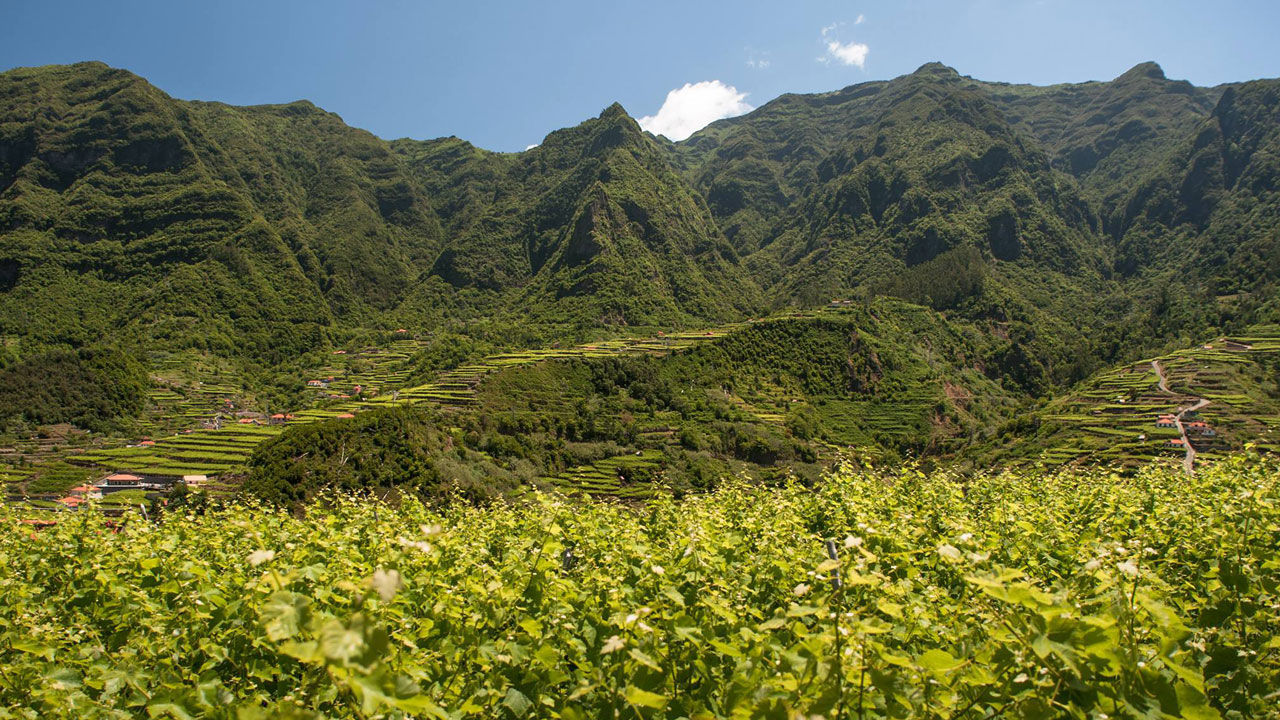 São Vicente Vineyards, Madeira Wine 