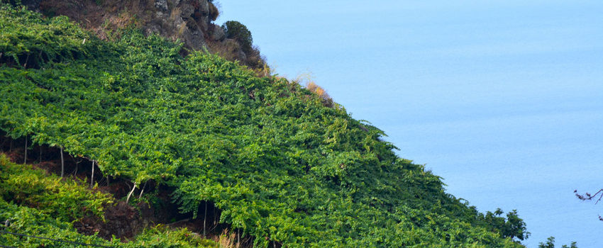 Câmara de Lobos Vineyards, Madeira Island