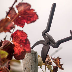 Pruning in a vineyard in Madeira