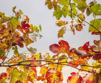 Madeira Wine Autumn